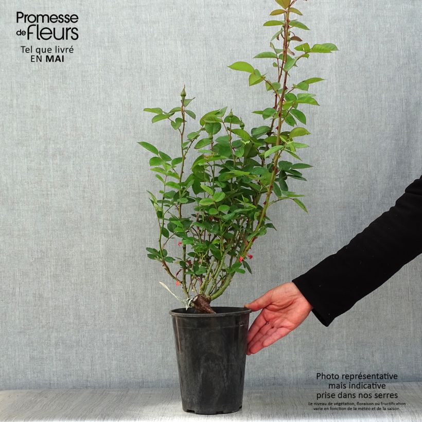 Exemplar von Rosa The Alnwick Rose - Englische Rose Topf mit 4L/5L wie im Frühjahr geliefert