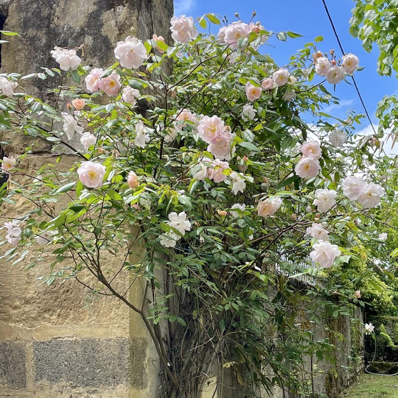 Rosa The Lady of the Lake - Englische Rose (Hafen)