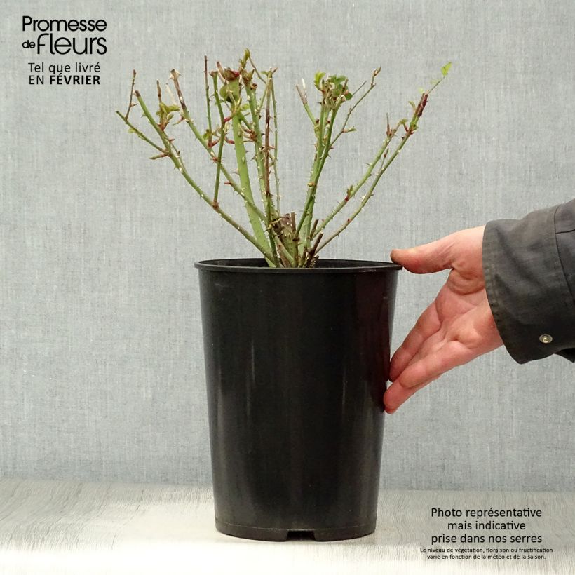 Exemplar von Rosa Thomas à Becket - Englische Rose Topf mit 4L/5L wie im Winter geliefert