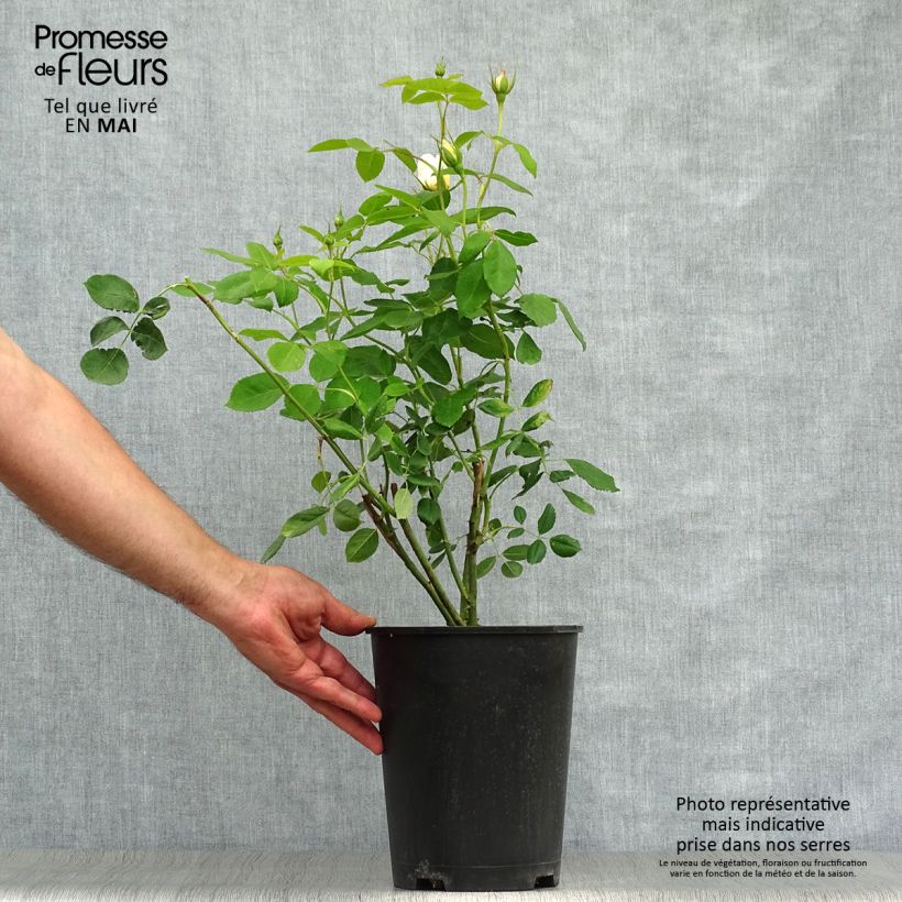 Exemplar von Rosa Vanessa Bell - Englische Rose Topf mit 4L/5L wie im Frühjahr geliefert