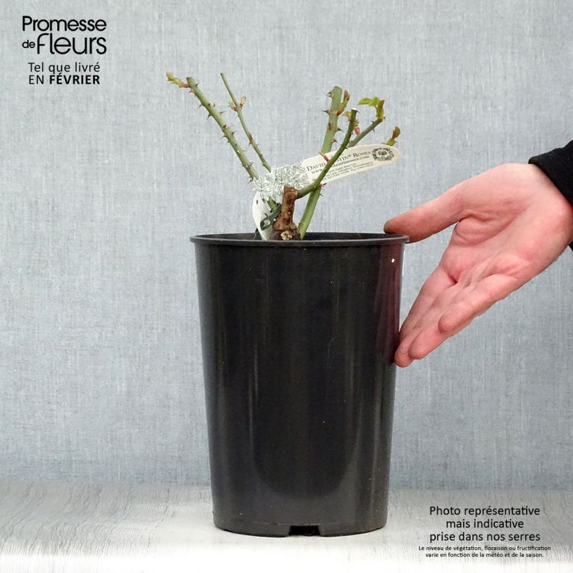 Exemplar von Rosa William and Catherine - Englische Rose Topf mit 4L/5L wie im Winter geliefert