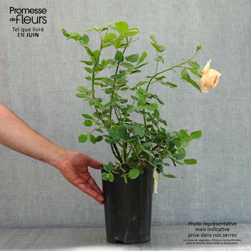 Exemplar von Rosa Wollerton Old Hall - Englische Rose Topf mit 4L/5L wie im Frühjahr geliefert