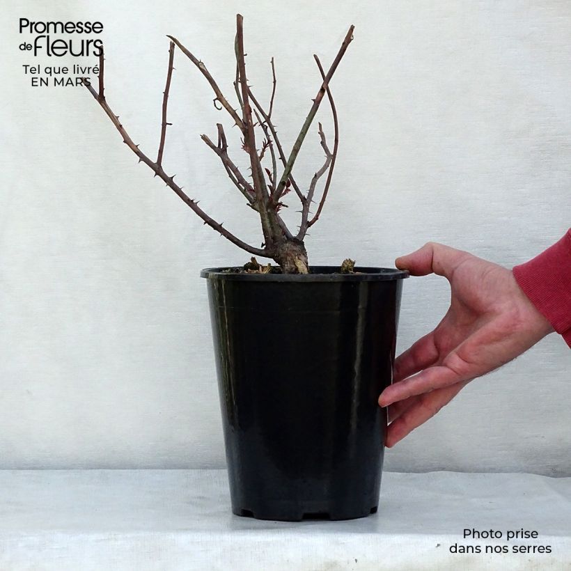 Exemplar von Rosa Young Lycidas - Englische Rose Topf mit 4L/5L wie im Winter geliefert