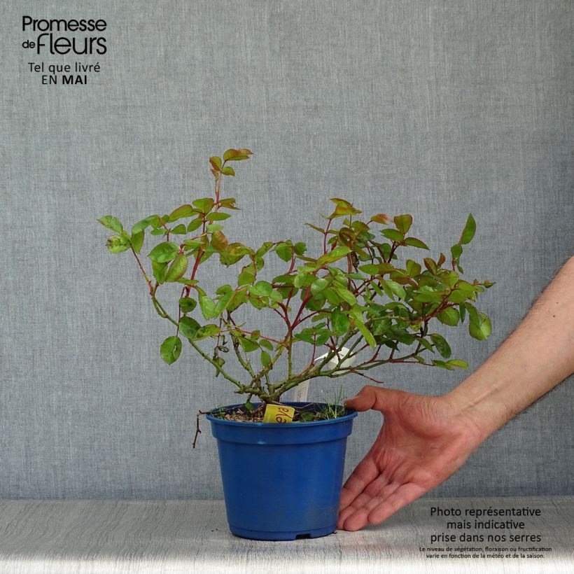 Exemplar von Rosa Soleya - Bodendecker-Rose Topf mit 2L/3L wie im Frühjahr geliefert