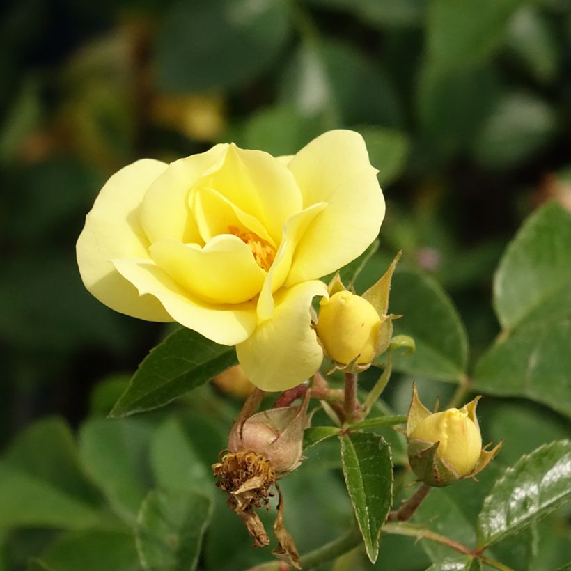 Rosa Suneva - Bodendecker-Rose (Blüte)