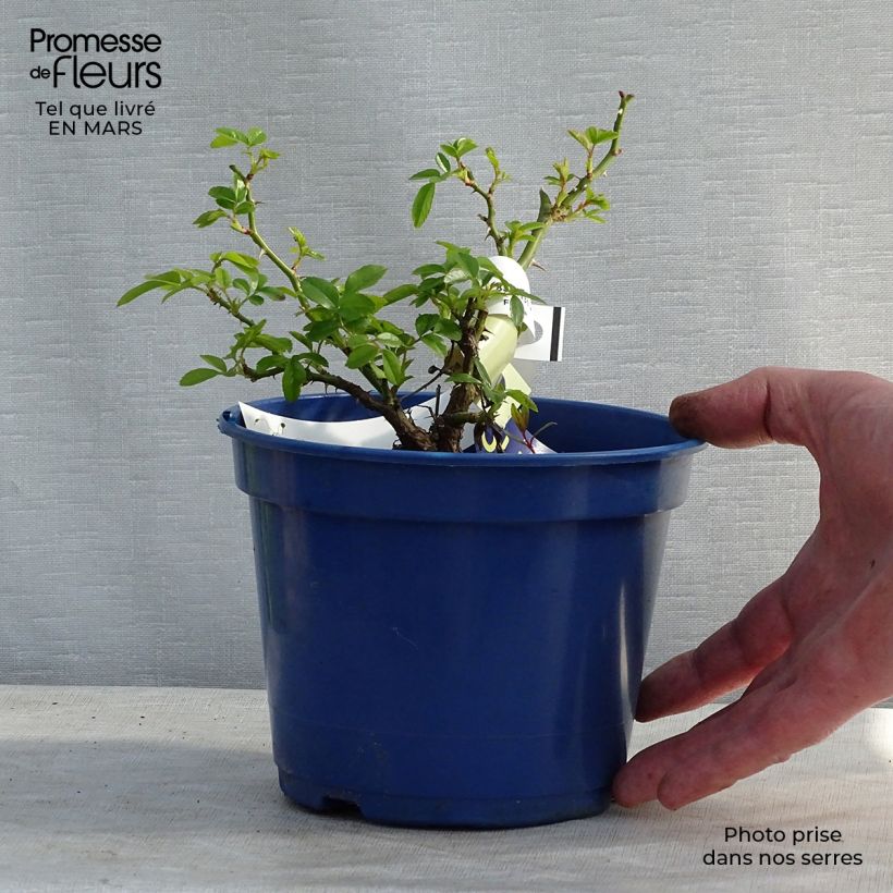 Exemplar von Rosa Suneva - Bodendecker-Rose Topf mit 2L/3L wie im Winter geliefert