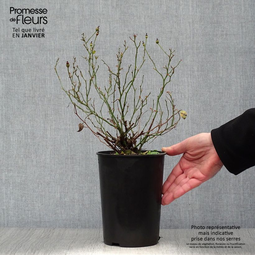 Exemplar von Rosa Rigo Rosen Fortuna - Moderne Hybrid-Rose Topf mit 2L/3L wie im Winter geliefert