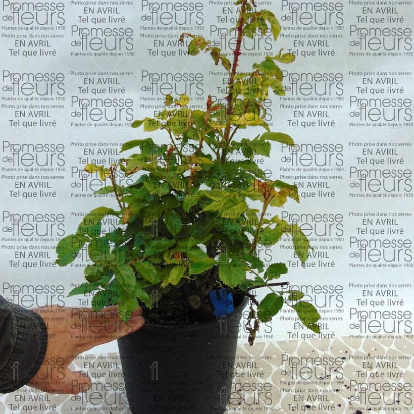 Beispiel eines Exemplars von Rosa Generosa Chantal Mérieux - Guillot Rose Topf mit 4L/5L wie geliefert