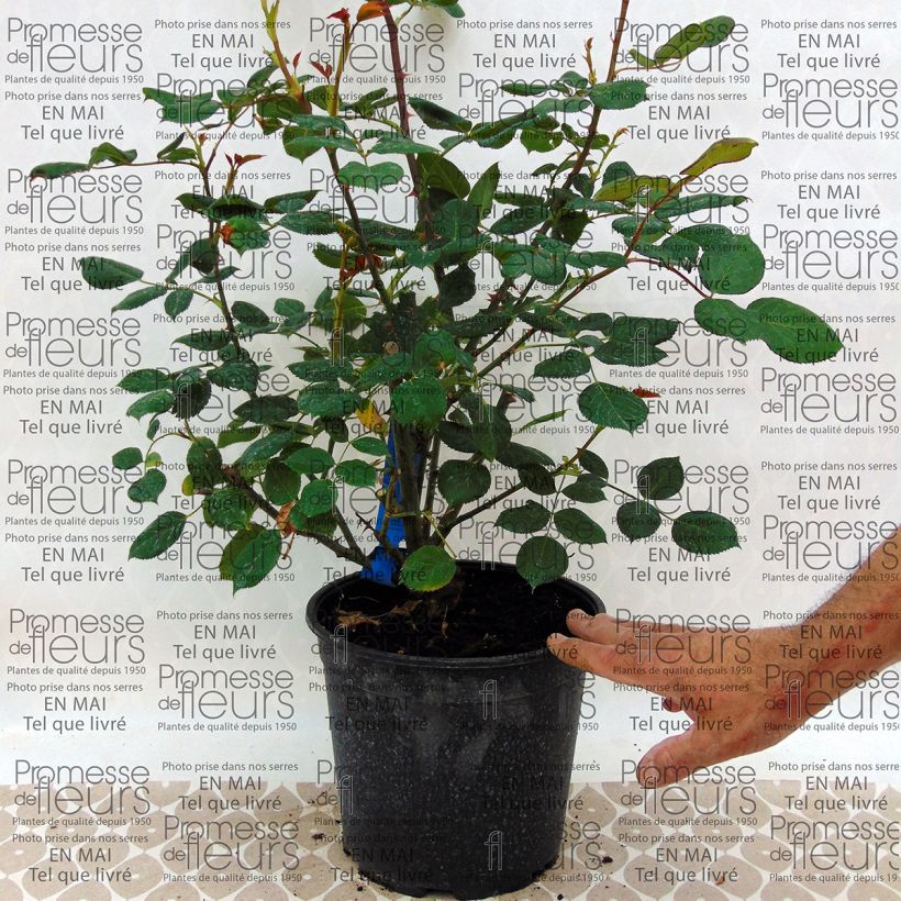 Beispiel eines Exemplars von Rosa Generosa Festival des Jardins de Chaumont - Guillot Rose Topf mit 4L/5L wie geliefert