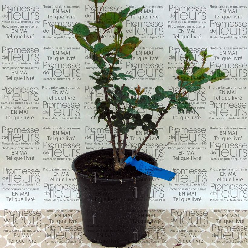 Beispiel eines Exemplars von Rosa Generosa Guy Darmet - Guillot Rose Topf mit 4L/5L wie geliefert