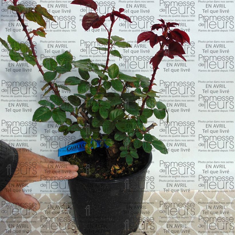Beispiel eines Exemplars von Rosa Generosa L'Ami des Jardins - Guillot Rose Topf mit 4L/5L wie geliefert