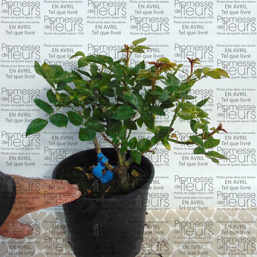 Beispiel eines Exemplars von Rosa Generosa Nicole Mioulane - Guillot Rose Topf mit 4L/5L wie geliefert