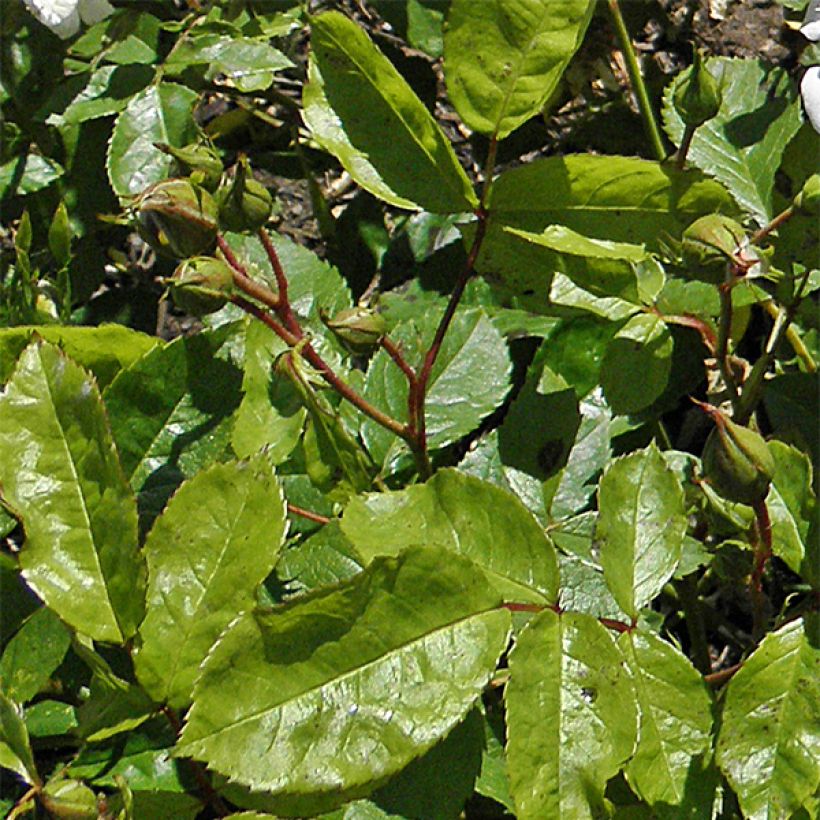 Rosa Irene of Denmark - Beetrose (Laub)