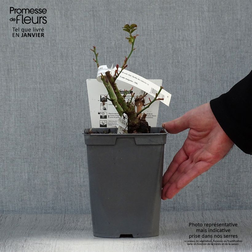 Exemplar von Rosa Jardin des Tuileries - Kletterrose Topf mit 3L/4L wie im Winter geliefert