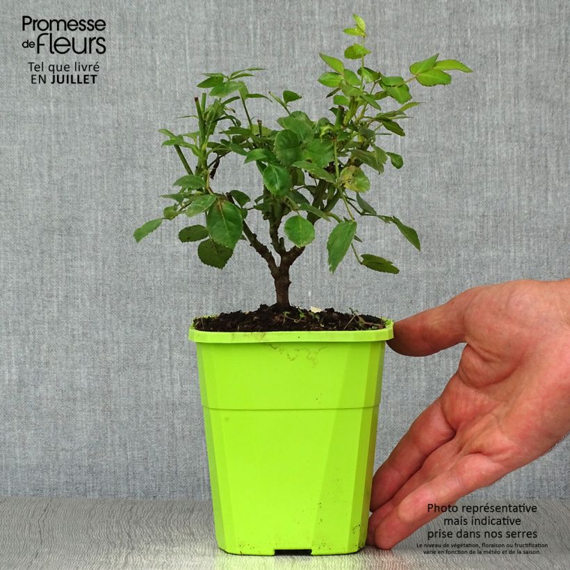Exemplar von Rosa polyantha Nectar Garden Escimo - Polyantha-Rose Topf mit 4L/5L wie im Sommer geliefert