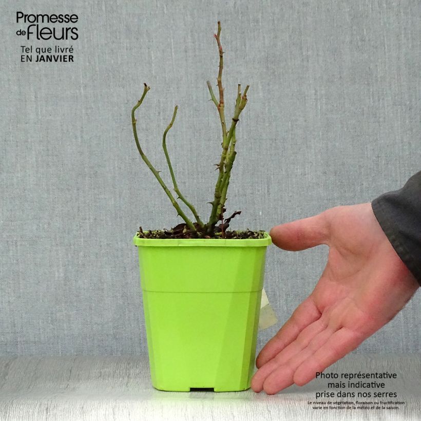 Exemplar von Rosa polyantha Nectar Garden Escimo - Polyantha-Rose Topf mit 4L/5L wie im Winter geliefert