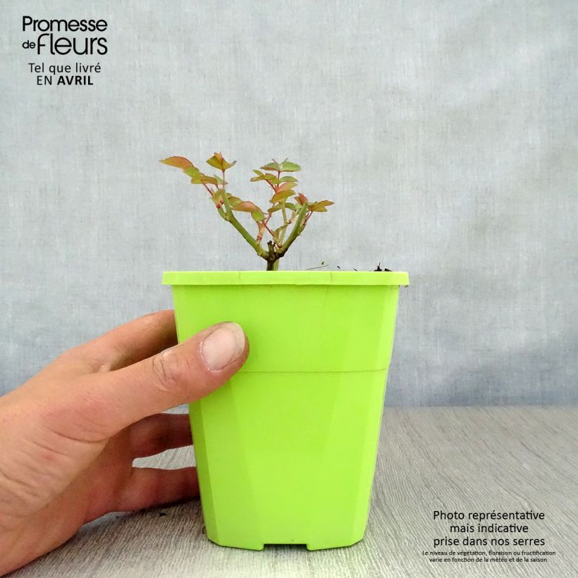 Exemplar von Rosa polyantha Nectar Garden Escimo - Polyantha-Rose Topf mit 4L/5L wie im Frühjahr geliefert