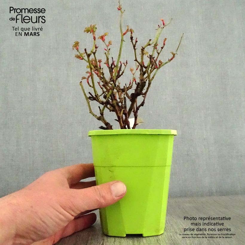 Exemplar von Rosa Nectar Garden Lilliput Lupo - Polyantha-Rose Topf mit 3L/4L wie im Winter geliefert