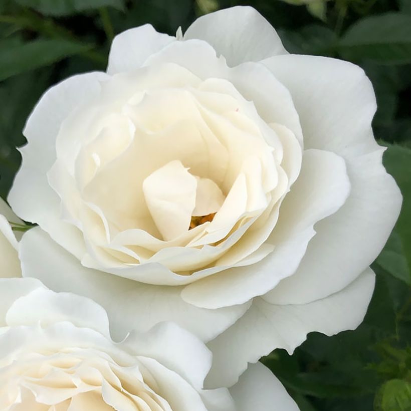 Rosa PATIO ROSE Baby Icebergl - Beetrose (Blüte)