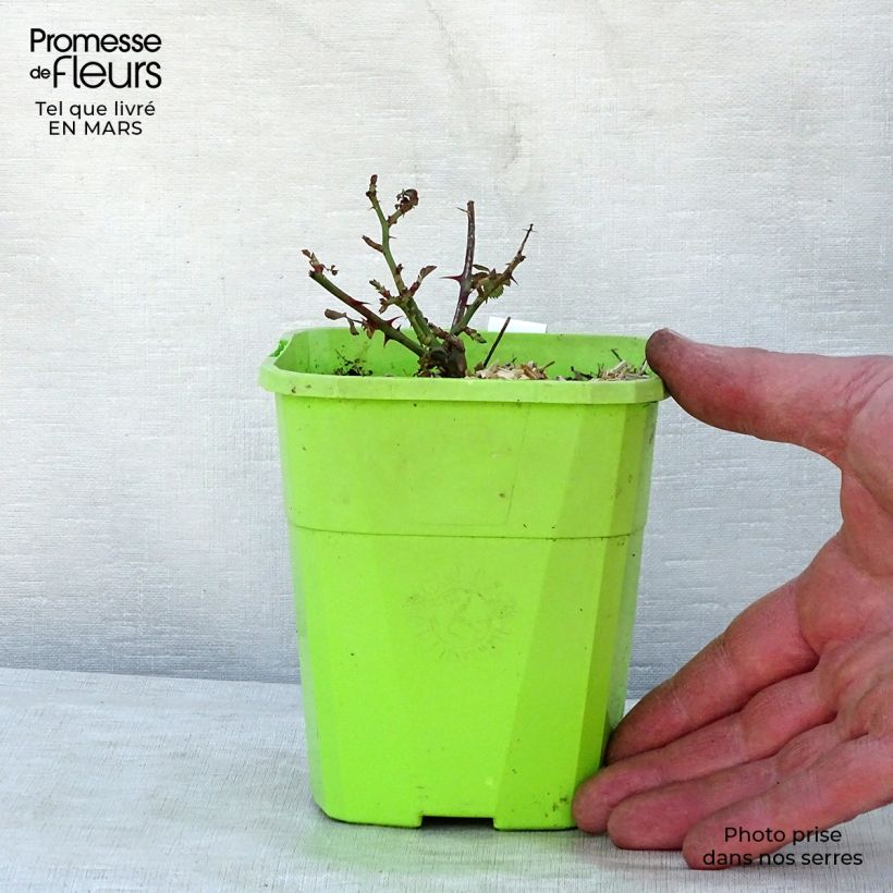 Exemplar von Rosa Black Forest Rose - Bodendecker-Rose Topf mit 1,5L/2L wie im Frühjahr geliefert