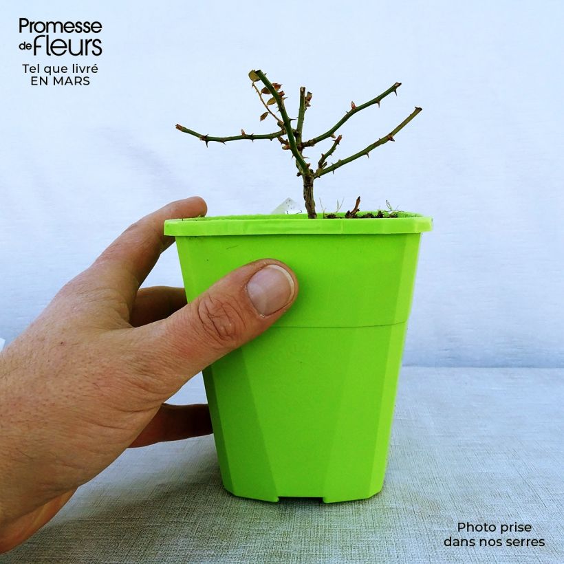 Exemplar von Rosa Rigo Rosen Innocencia - Rigo-Rose Topf mit 3L/4L wie im Frühjahr geliefert