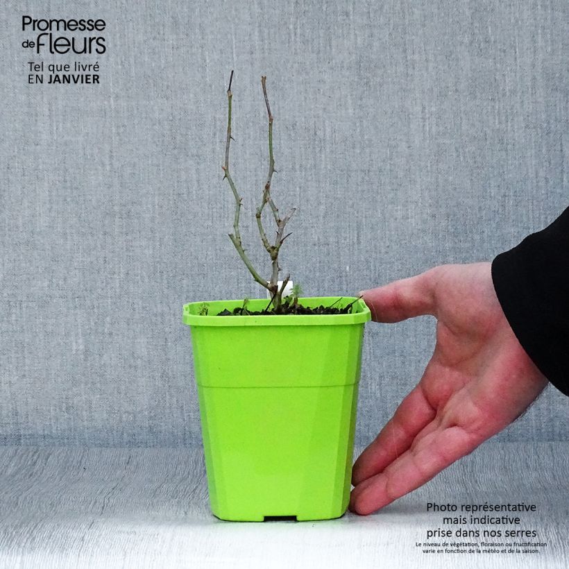Exemplar von Rosa Rigo Rosen Caracho - Rigo-Rose Topf mit 3L/4L wie im Winter geliefert
