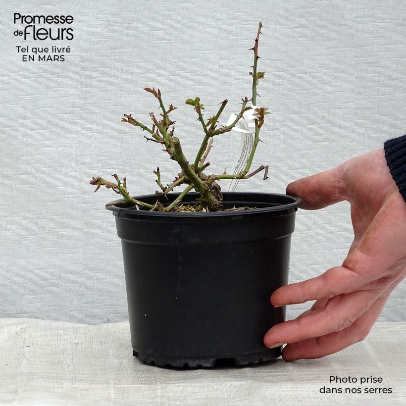 Exemplar von Rosa Rigo Rosen Solero - Rigo-Rose Topf mit 3L/4L wie im Frühjahr geliefert