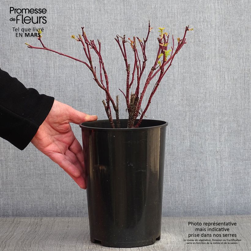 Exemplar von Rosa rugosa Thérèse Bugnet - Apfelrose Topf mit 4L/5L wie im Winter geliefert