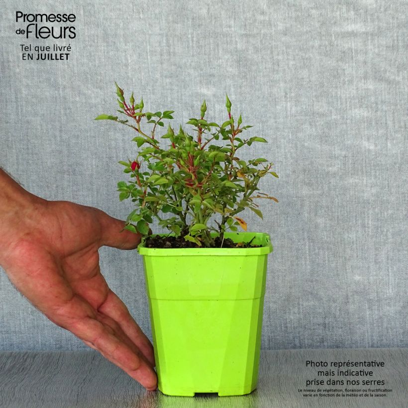 Exemplar von Rosa polyantha Knirps - Polyantha-Rose Topf mit 3L/4L wie im Sommer geliefert