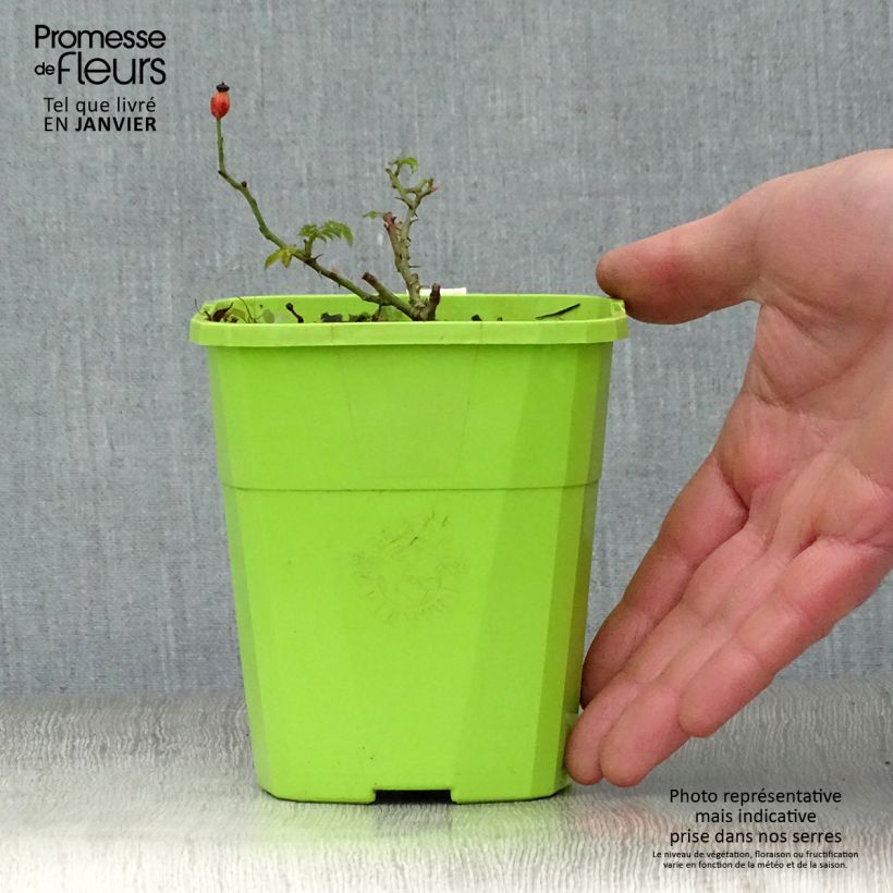 Exemplar von Rosa polyantha Rose du Soleil - Polyantha-Rose Topf mit 1,5L/2L wie im Winter geliefert