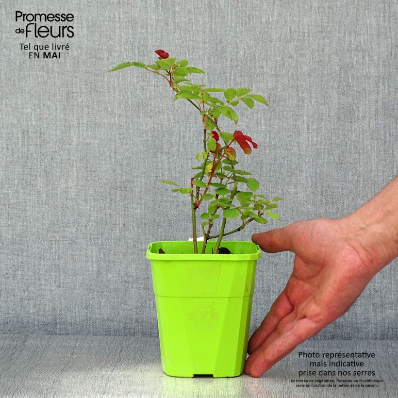 Exemplar von Rosa persica See You In Pink - Persische Rose Topf mit 3L/4L wie im Frühjahr geliefert