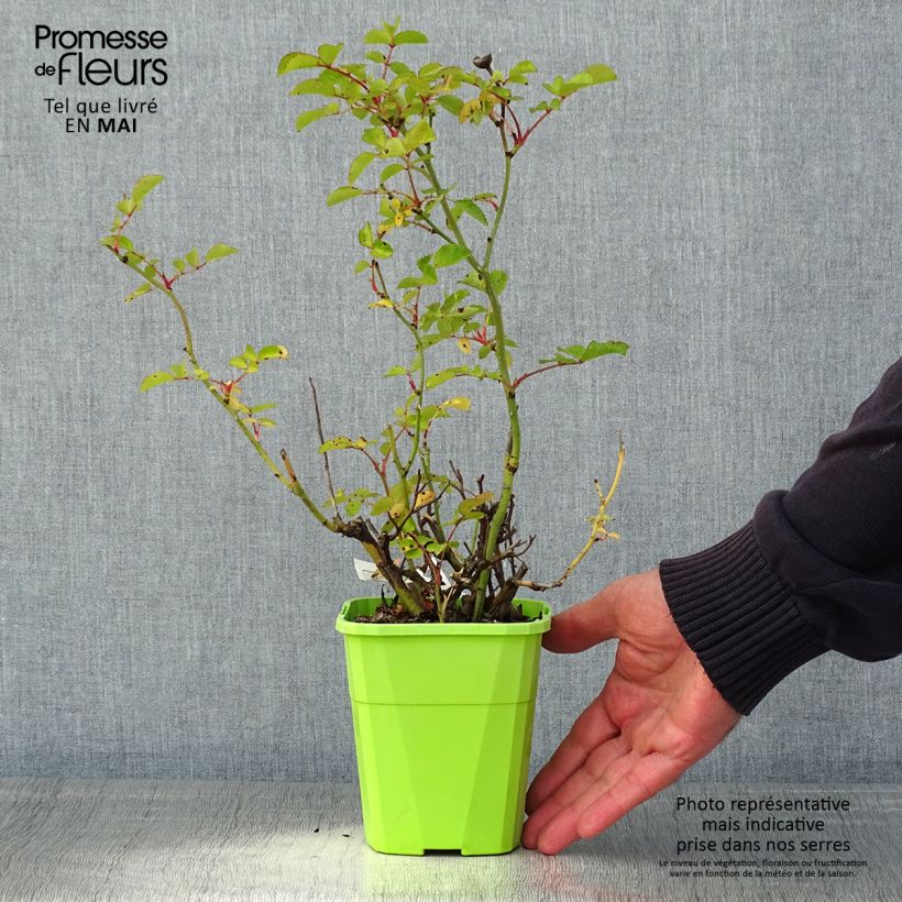 Exemplar von Rosa Urban Streetlight Rekord Cubana - Beetrose Topf mit 3L/4L wie im Frühjahr geliefert