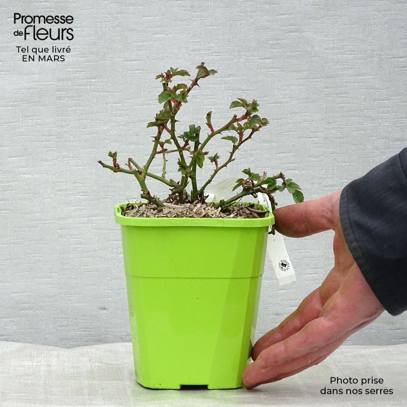 Exemplar von Rosa Urban Streetlight Rekord Pink Emely - Beetrose Topf mit 1,5L/2L wie im Winter geliefert