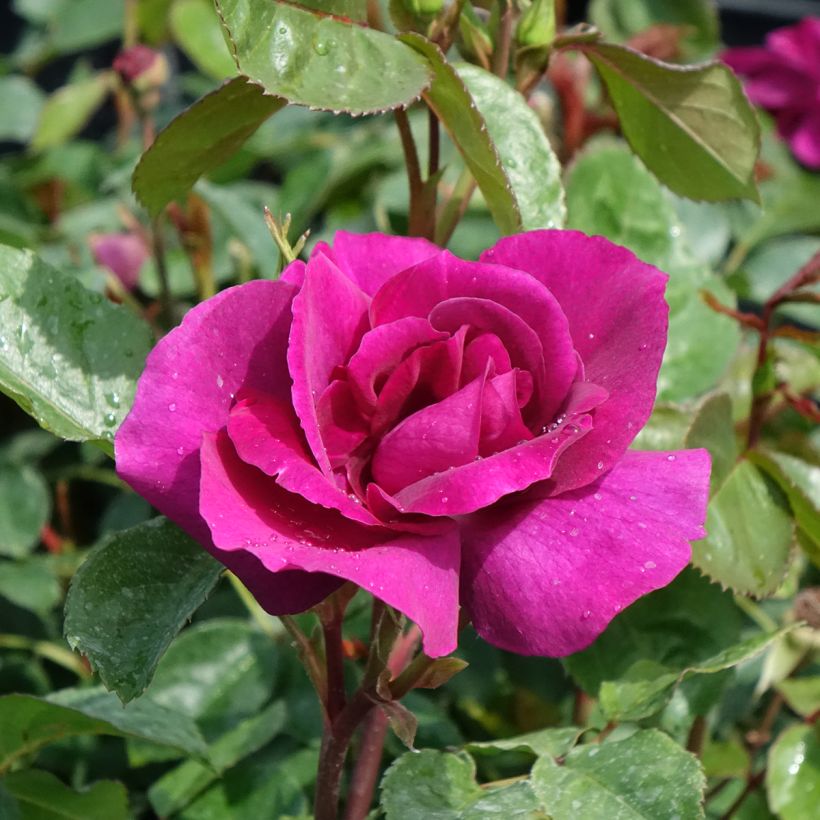 Rosa Bluebell - Beetrose (Blüte)
