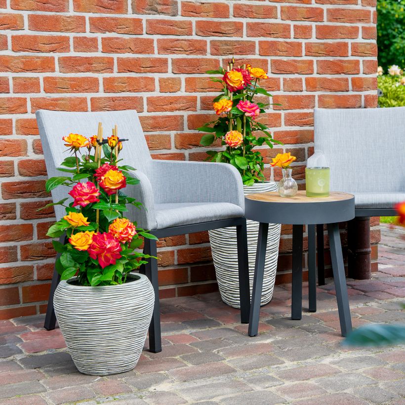 Rosa floribunda Planter's Punch - Beetrose (Wuchs)