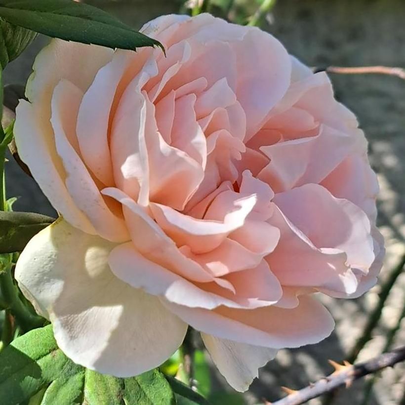 Rosa Donatella - Edelrose (Blüte)
