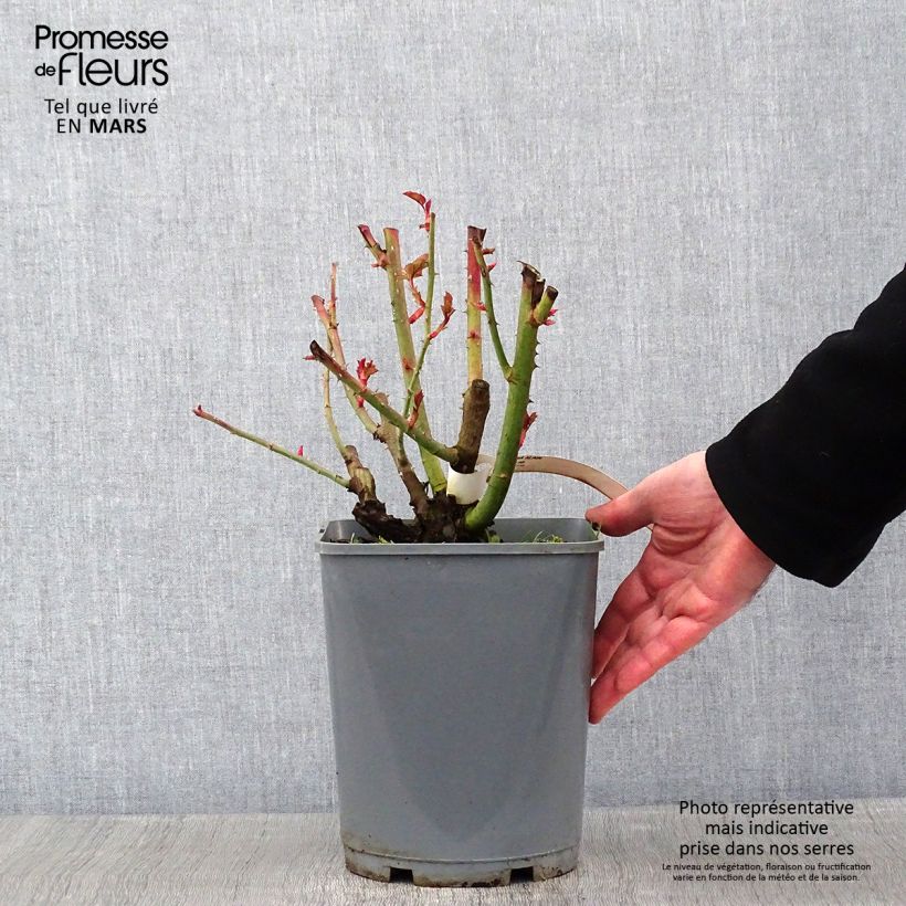 Exemplar von Rosa Alain - Beetrose Topf mit 4L/5L wie im Winter geliefert