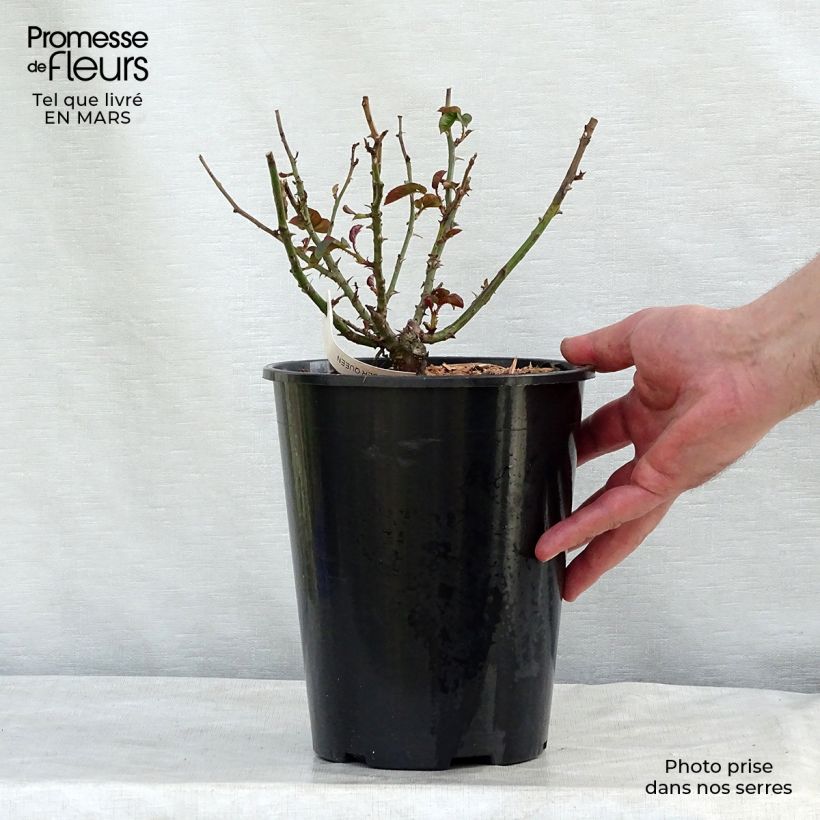 Exemplar von Rosa Amber Queen - Beetrose Topf mit 2L/3L wie im Winter geliefert