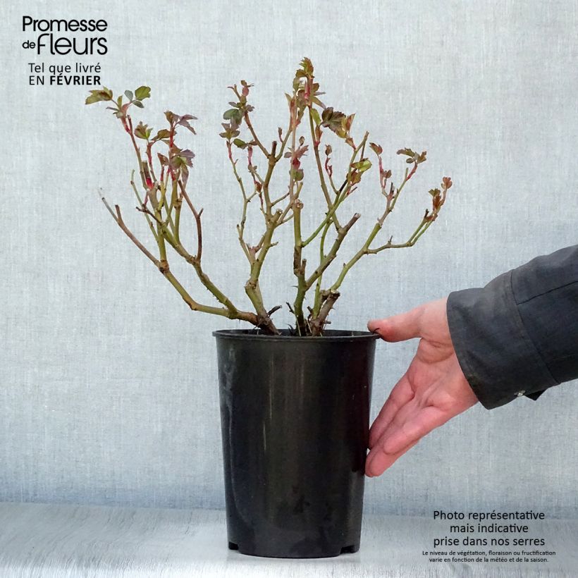 Exemplar von Rosa Bentheimer Gold - Beetrose Topf mit 2L/3L wie im Winter geliefert