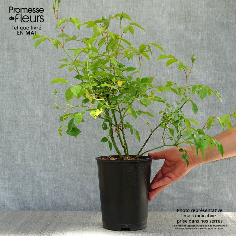 Exemplar von Rosa Burgundy Ice - Beetrose Topf mit 2L/3L wie im Frühjahr geliefert