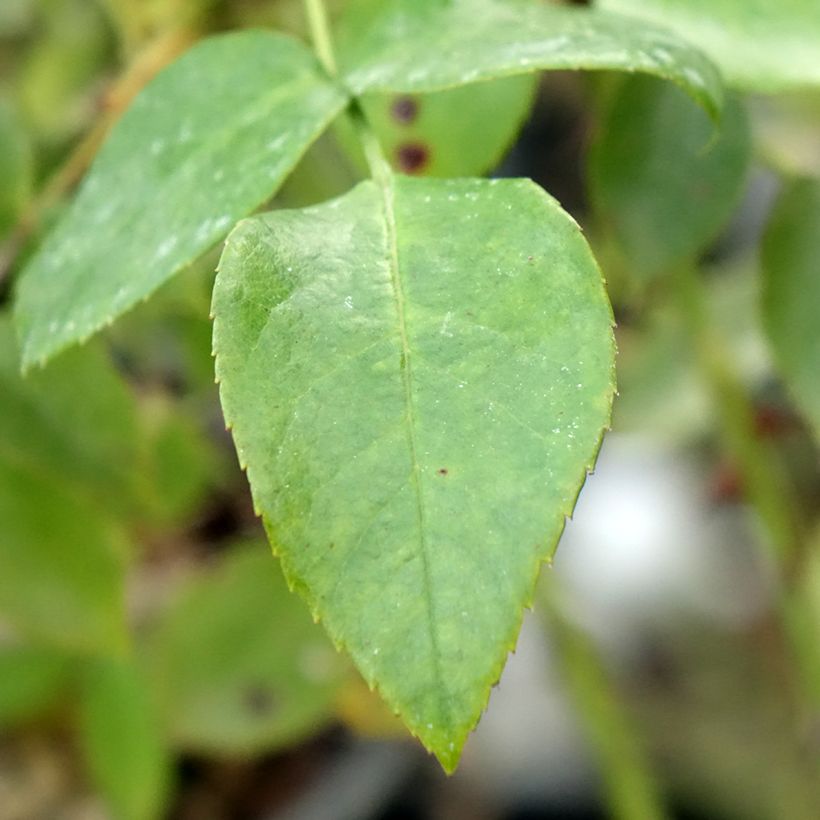 Rosa Garance VEL13fmela - Beetrose (Laub)