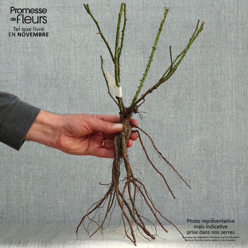 Exemplar von Rosa Iceberg Fée des neiges - Beetrose Wurzelnackt wie im Winter geliefert