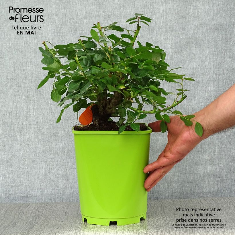 Exemplar von Rosa Leonardo Da Vinci - Beetrose Topf mit 4L/5L wie im Frühjahr geliefert