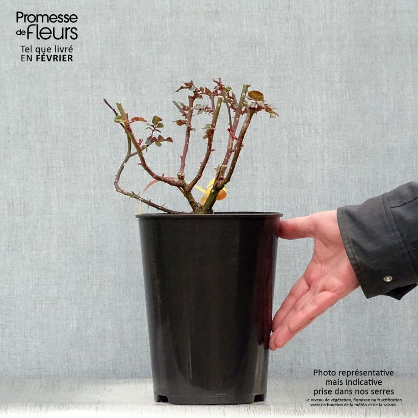 Exemplar von Rosier à fleurs groupées Leonardo da Vinci Pot de 2L/3L wie im Winter geliefert