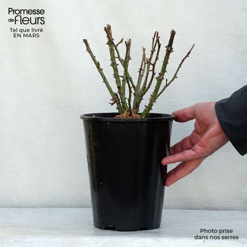 Exemplar von Rosa Lili Marleen - Beetrose Topf mit 4L/5L wie im Winter geliefert