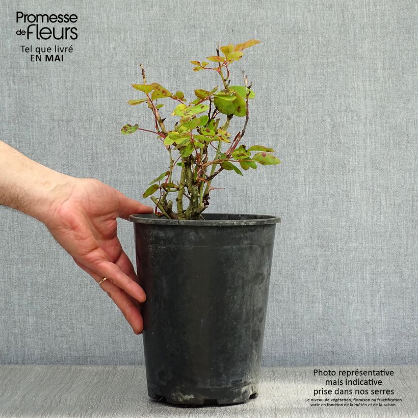 Exemplar von Rosa Lili Marleen - Beetrose Topf mit 4L/5L wie im Frühjahr geliefert