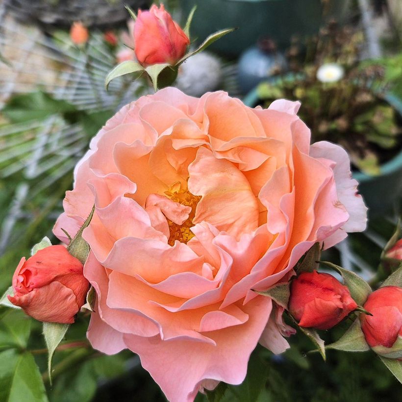 Rosa Marie Curie - Beetrose (Blüte)