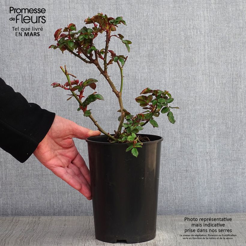 Exemplar von Rosa Marie Curie - Beetrose Topf mit 2L/3L wie im Winter geliefert