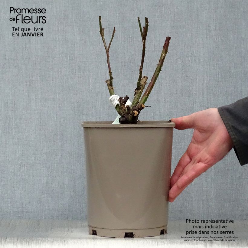 Exemplar von Rosa Martin des Senteurs - Beetrose Topf mit 4L/5L wie im Winter geliefert