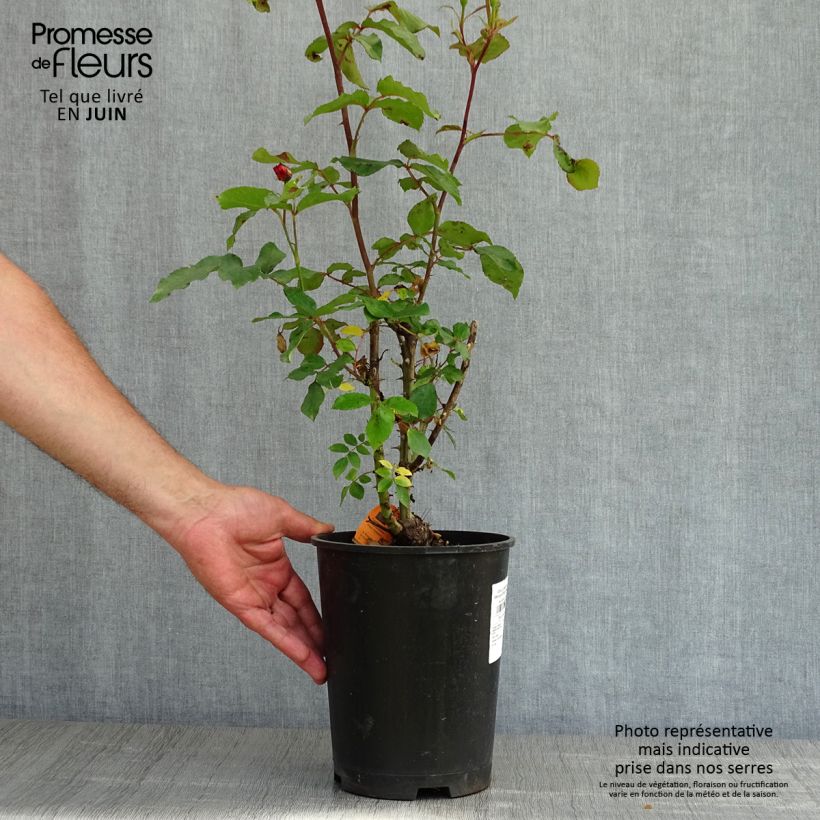 Exemplar von Rosa polyantha Message d'Espoir - Beetrose Topf mit 4L/5L wie im Frühjahr geliefert